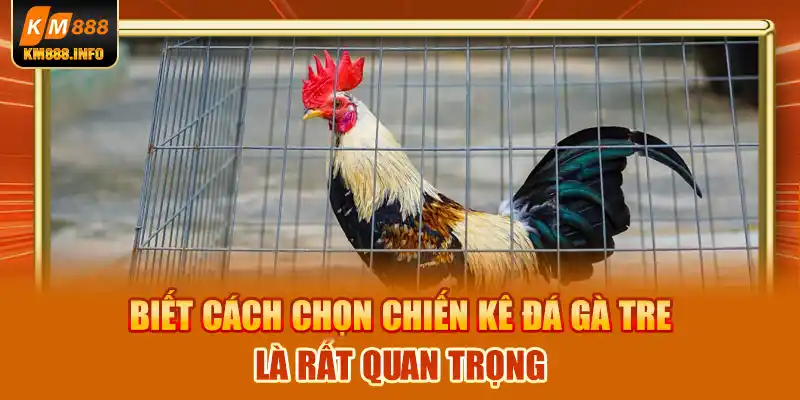 Biết cách chọn chiến kê đá gà tre là rất quan trọng