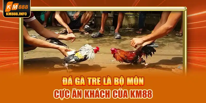 Đá gà tre là bộ môn cực ăn khách của KM88