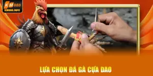 Đá gà cựa dao