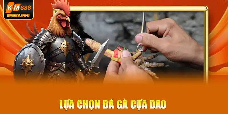 Đá gà cựa dao